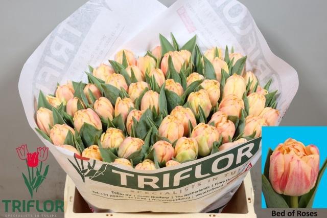 <h4>TU DU BED OF ROSES</h4>