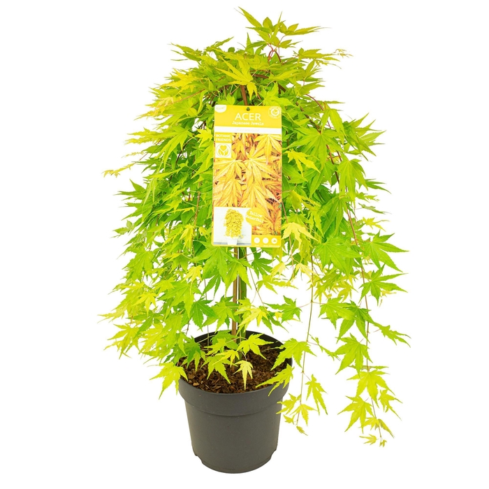 <h4>Acer palm. 'Cascade Gold'</h4>