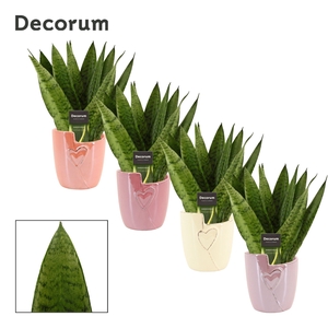 Sansevieria Zeylanica Fan 12 cm in Joa (Special moods-collection