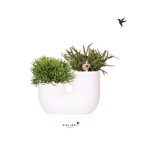 <h4>Kolibri Greens Rhipsalis mix in Tube pot white</h4>