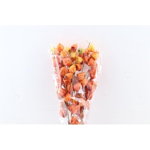 Dried Physalis Orange Natural Bunch