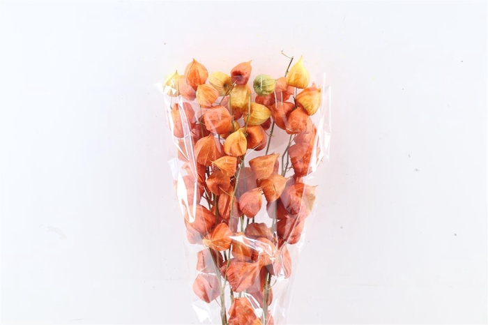 <h4>Dried Physalis Orange Natural Bunch</h4>