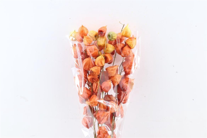 Dried Physalis Orange Nat Bunch Slv