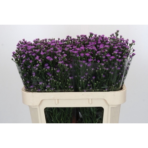 Aster Baby Pink