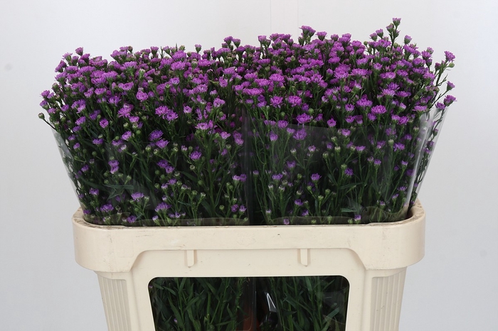 <h4>Aster Baby Pink</h4>