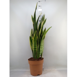 Sansevieria trifa. 'Laurentii'
