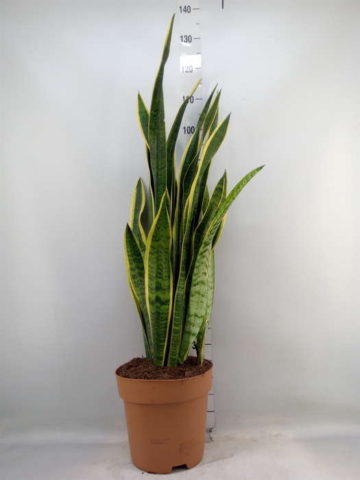 <h4>Sansevieria trifa. 'Laurentii'</h4>