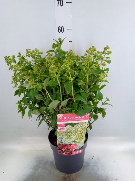 <h4>Hydrangea pan.</h4>