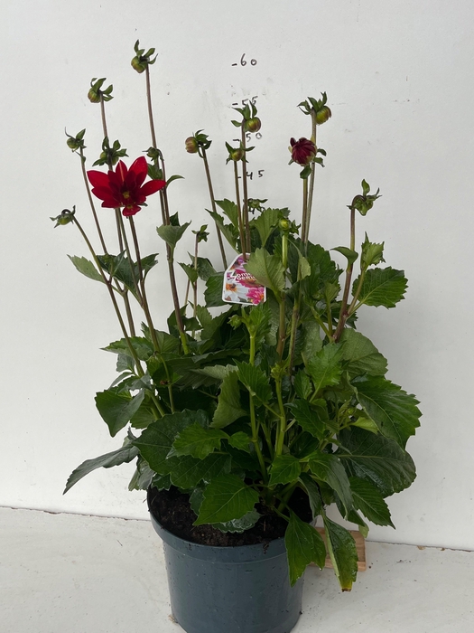 <h4>DAHL XXL RUBY RED</h4>