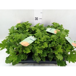 Pelargonium   ...mix smelling