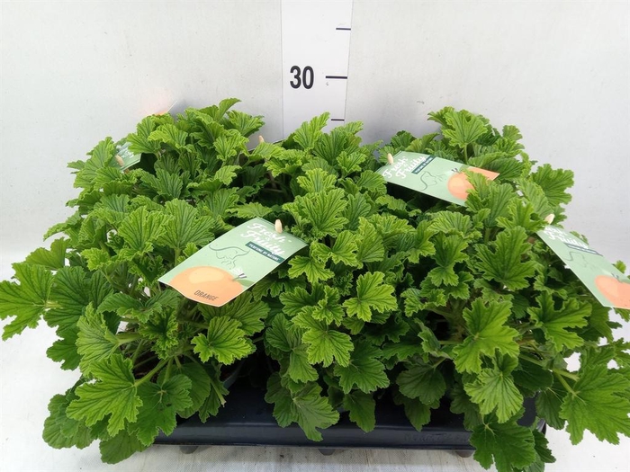 <h4>Pelargonium   ...mix smelling</h4>