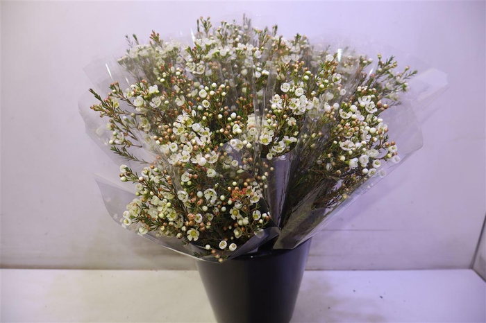 <h4>Chame Me Sirius</h4>