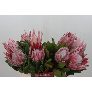 Protea Cynaroides