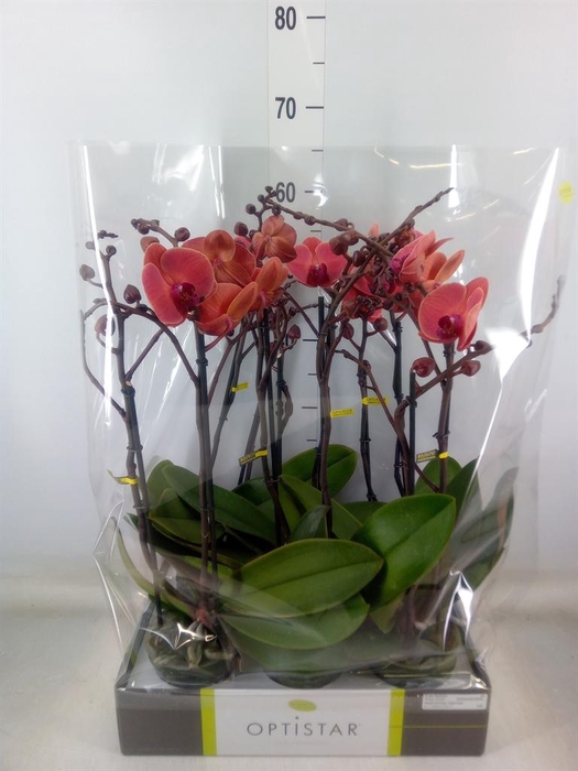 <h4>Phalaenopsis   ...orange</h4>
