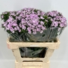 Dianthus Br Am Aston Villa