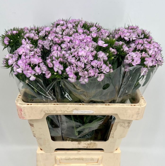 <h4>Dianthus Br Am Aston Villa</h4>