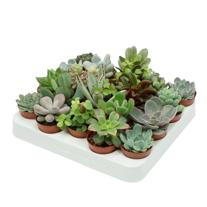 <h4>Succulents   ...</h4>