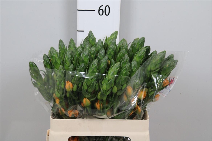 <h4>Ornit Db Magic Star</h4>