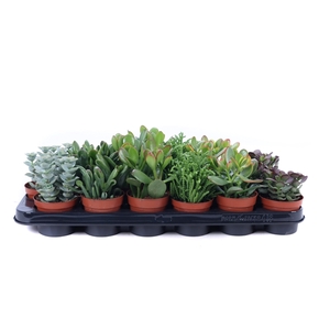 Crassula mix 8,5 cm