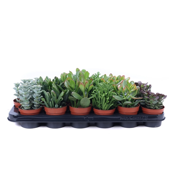 <h4>Crassula mix 8,5 cm</h4>