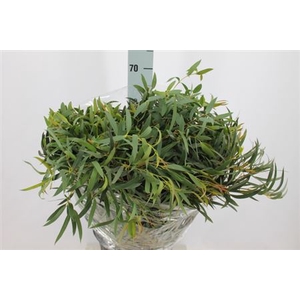 Euca Nicoli( Dominicina )lang 300 Gram