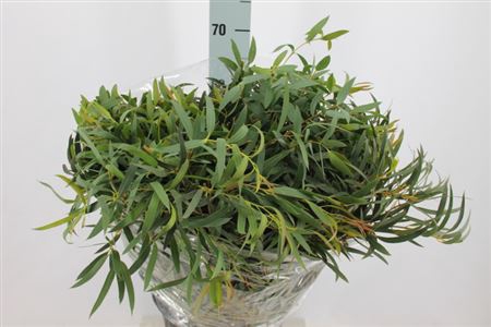 <h4>Euca Nicoli( Dominicina )lang 300 Gram</h4>