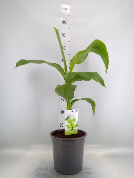 <h4>Musa basjoo</h4>