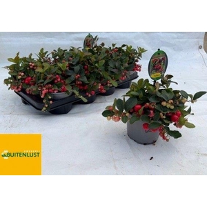 Gaultheria Pr Big Berry CP