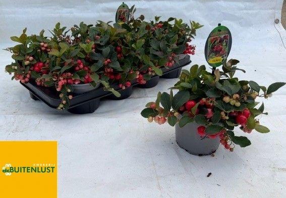 <h4>Gaultheria Pr Big Berry CP</h4>