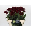 Dahlia Black Fox