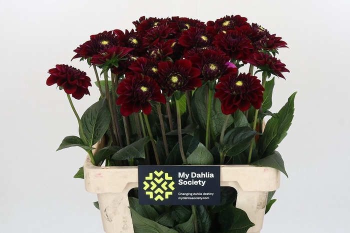 <h4>Dahlia Black Fox</h4>