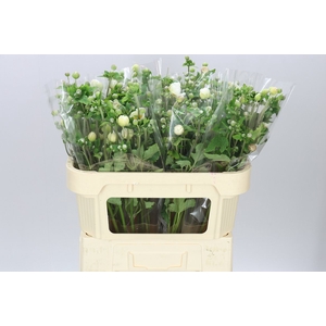 Anemonen Hybride White