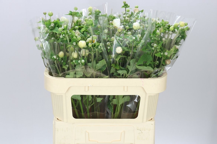 <h4>Anemonen Hybride White</h4>