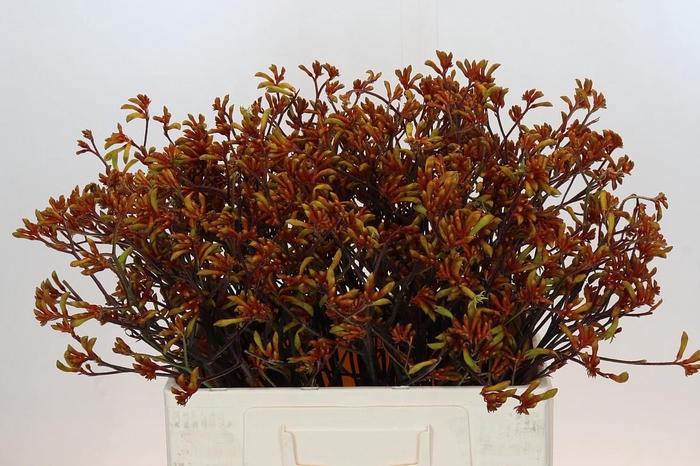 <h4>Anigozanthos Bush Sunset</h4>