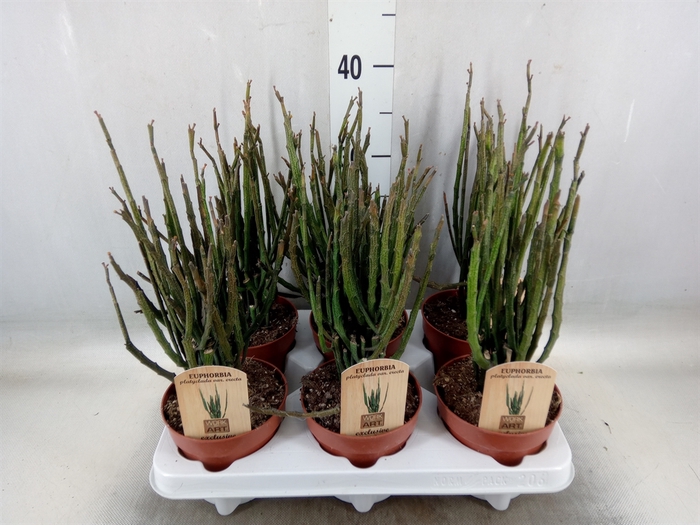 <h4>Euphorbia   ...</h4>