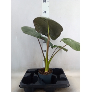 Alocasia   ...
