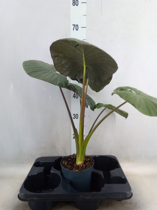 <h4>Alocasia   ...</h4>