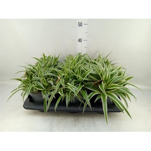 Chlorophytum com. 'Ocean'