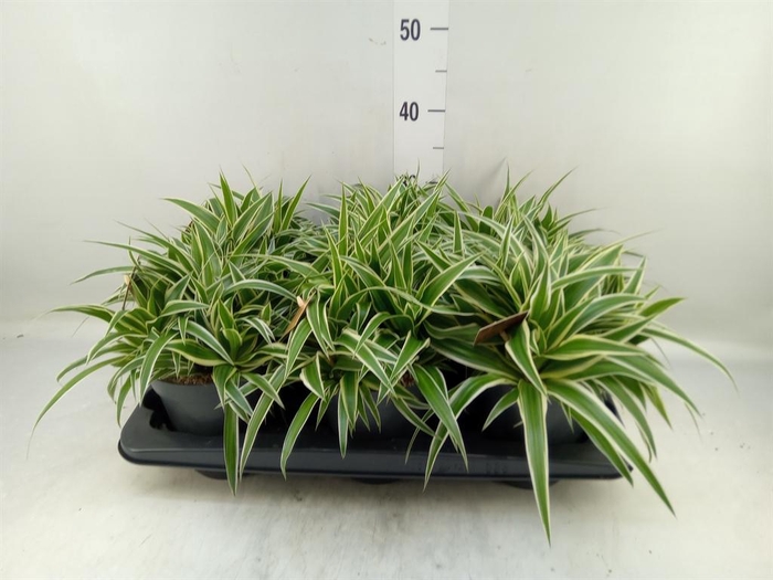<h4>Chlorophytum com. 'Ocean'</h4>
