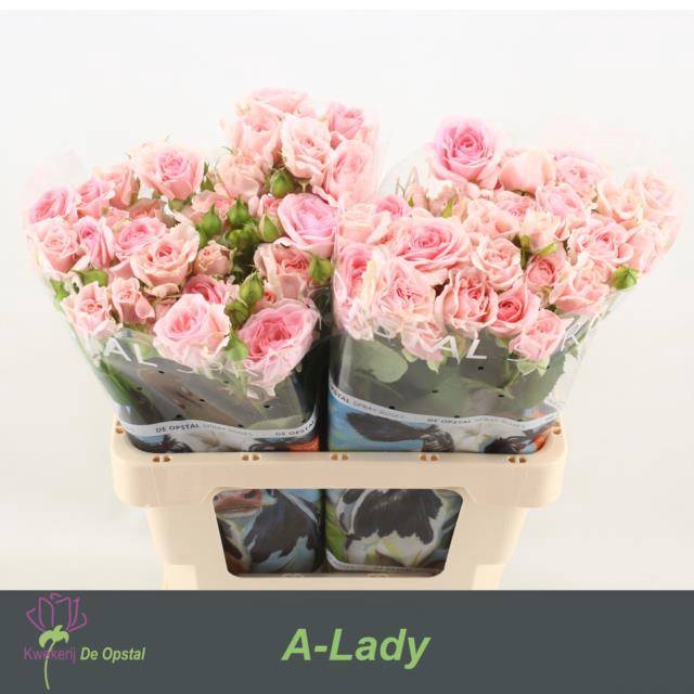 <h4>Rosa spray rosa loves me with fatal attraction</h4>