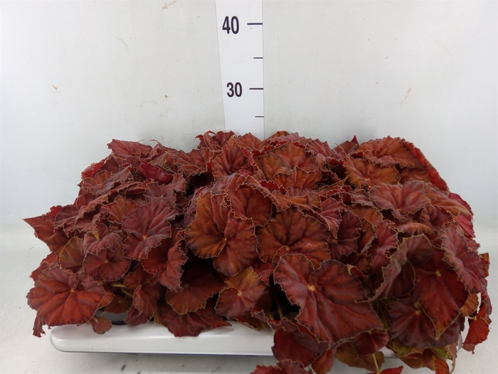 <h4>Begonia BD 'Beleaf Amber Love'</h4>