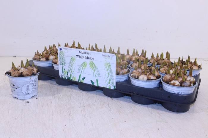 <h4>MUSCAR WHITE MAGIC</h4>