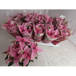 EUPHOR P PRI SO PINK