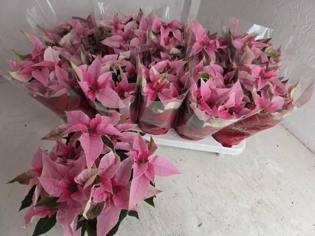 <h4>EUPHOR P PRI SO PINK</h4>