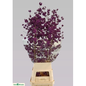 Callicarpa Bod Magical Purple Giant