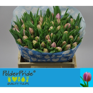 Tulipa do katinka