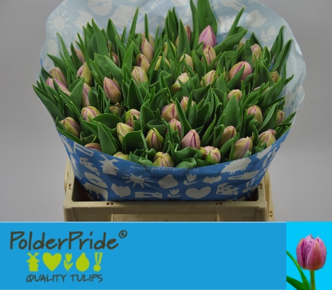 <h4>Tulipa do katinka</h4>