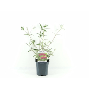 Buddleja dav. Royal Red