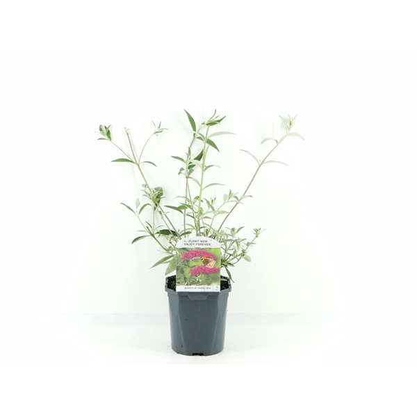 <h4>Buddleja dav. Royal Red</h4>