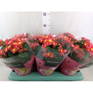 Begonia elat. HL 'Valentino Pink'